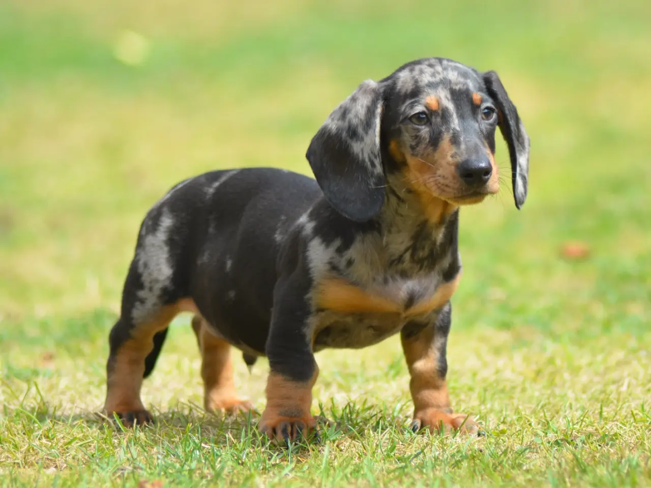 Billede 3 - Miniature Gravhund – Black Tan Merle hanhvalp