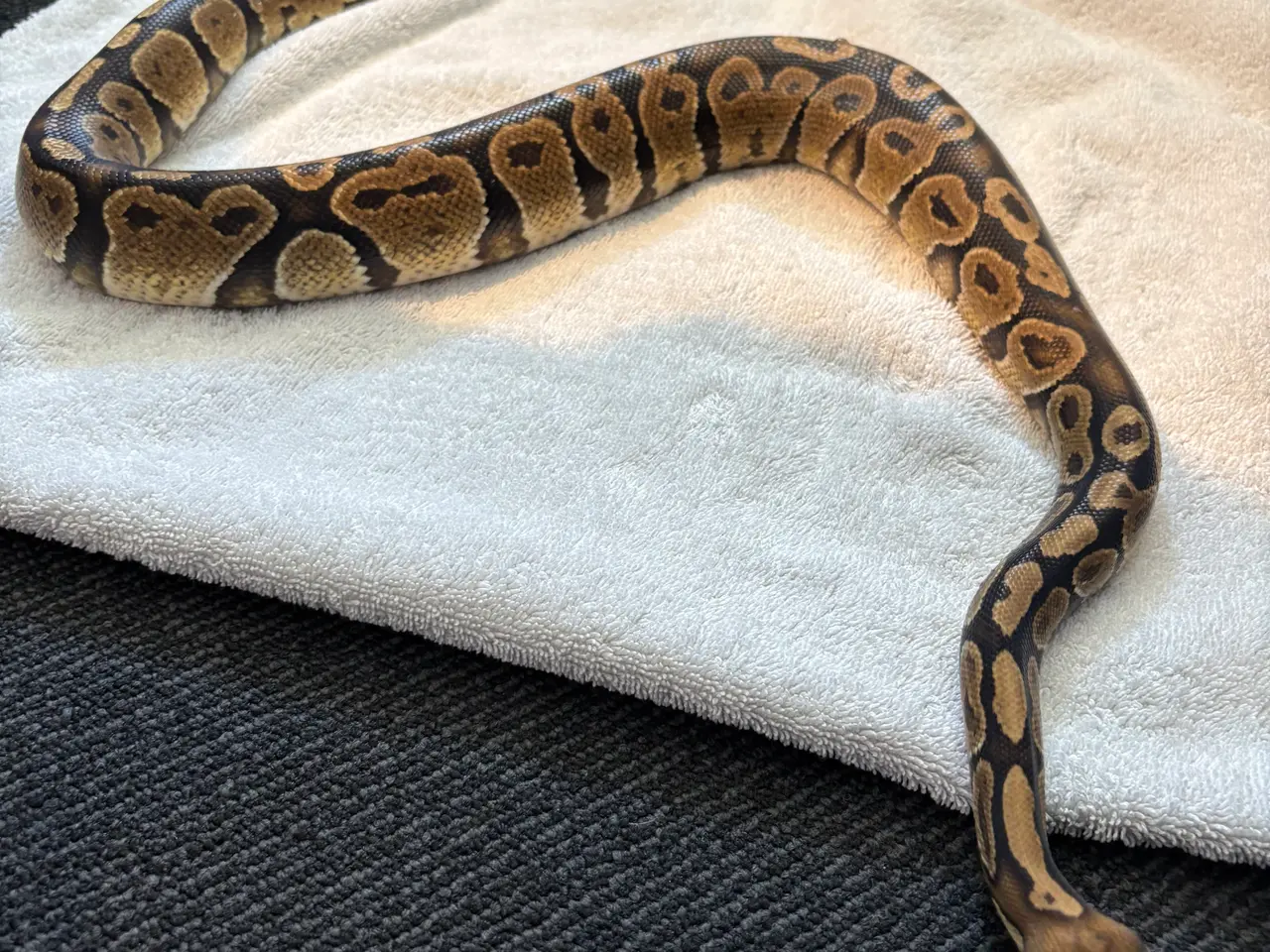 Billede 4 - Kongepython med terrarium 