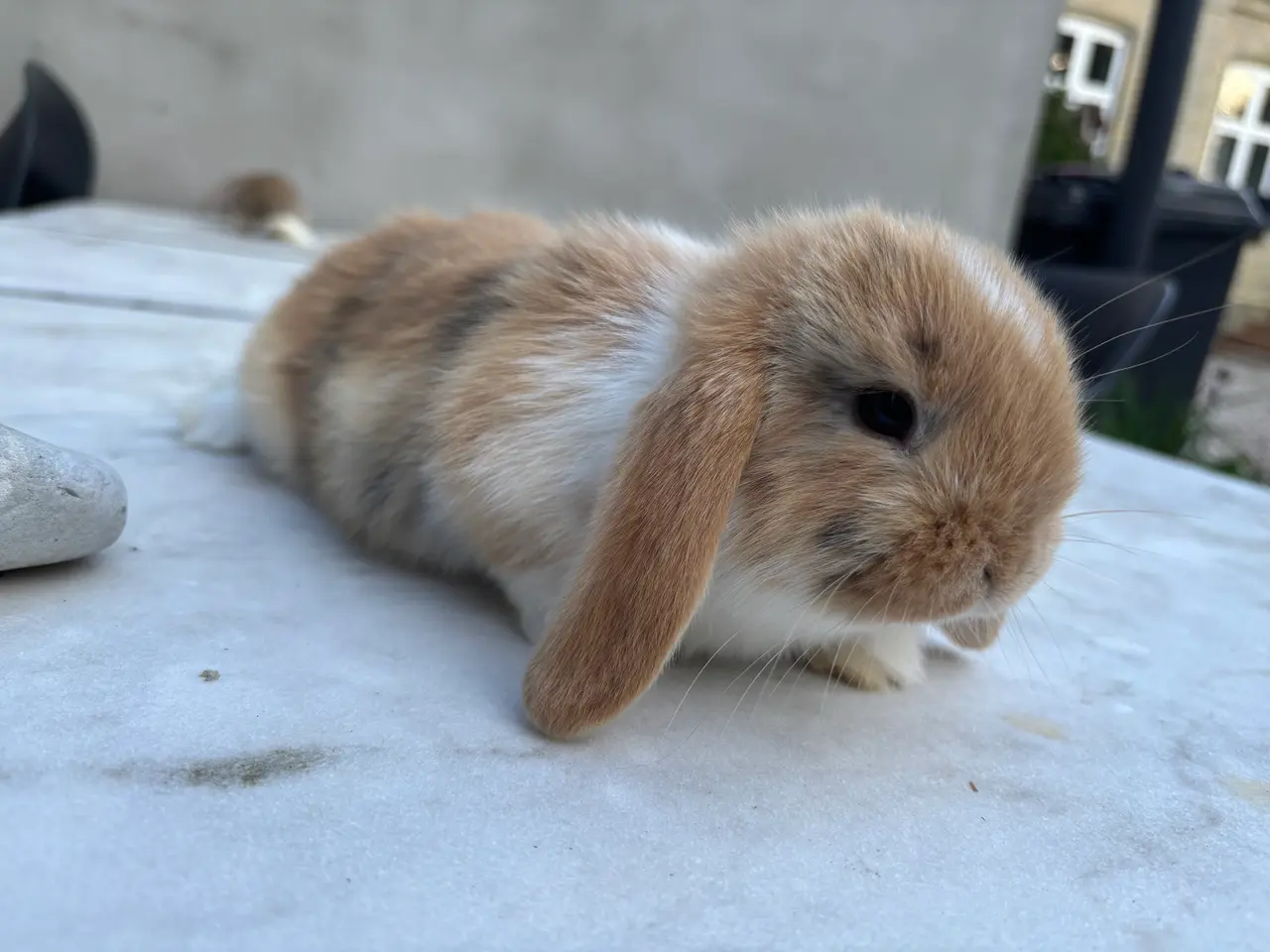 Billede 1 - Han mini lop søger et nyt kærligt hjem. 🥰