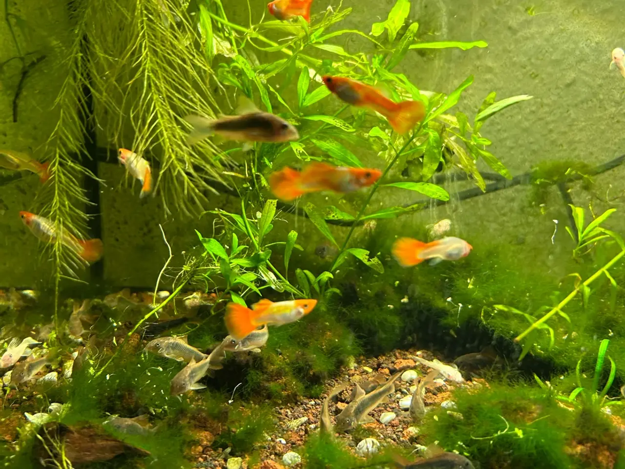 Billede 3 - 🐠❤️ Rednose Koi Guppy Par | Hvid Krop & Rød Hale