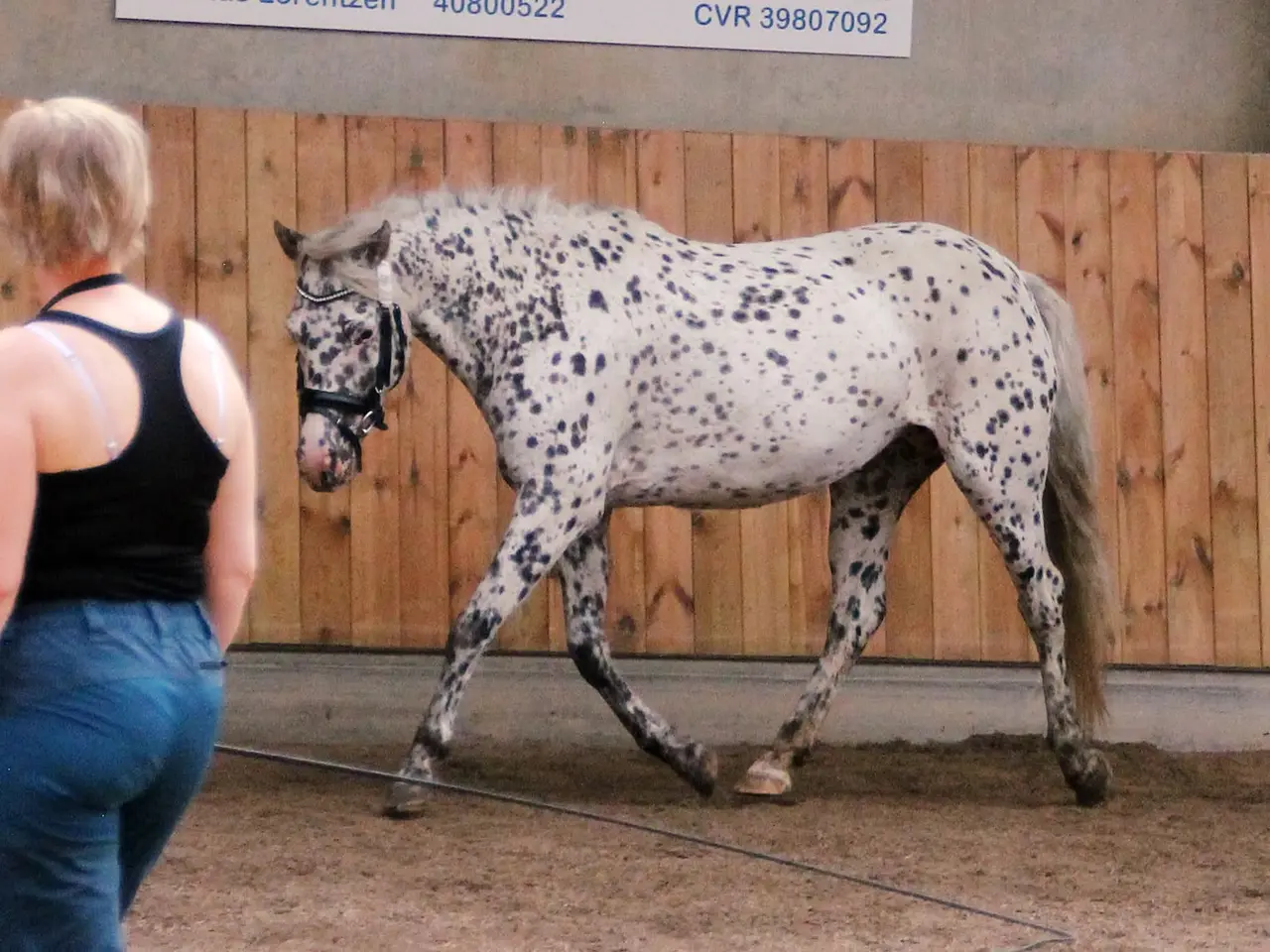Billede 3 - Max kat 3 spring pony og fløjhoppe