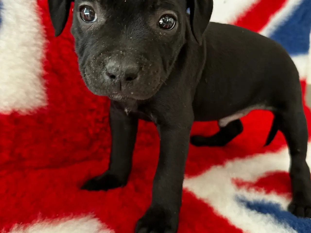 Billede 6 - De lækkereste staffordshire Bull terrier hvalpe🐾