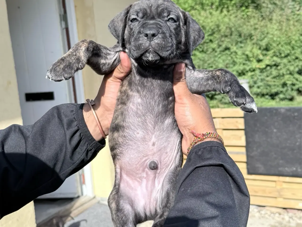 Billede 5 - Presa canario / Cane Corso hvalpe