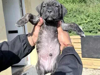 Presa canario / Cane Corso hvalpe - 5