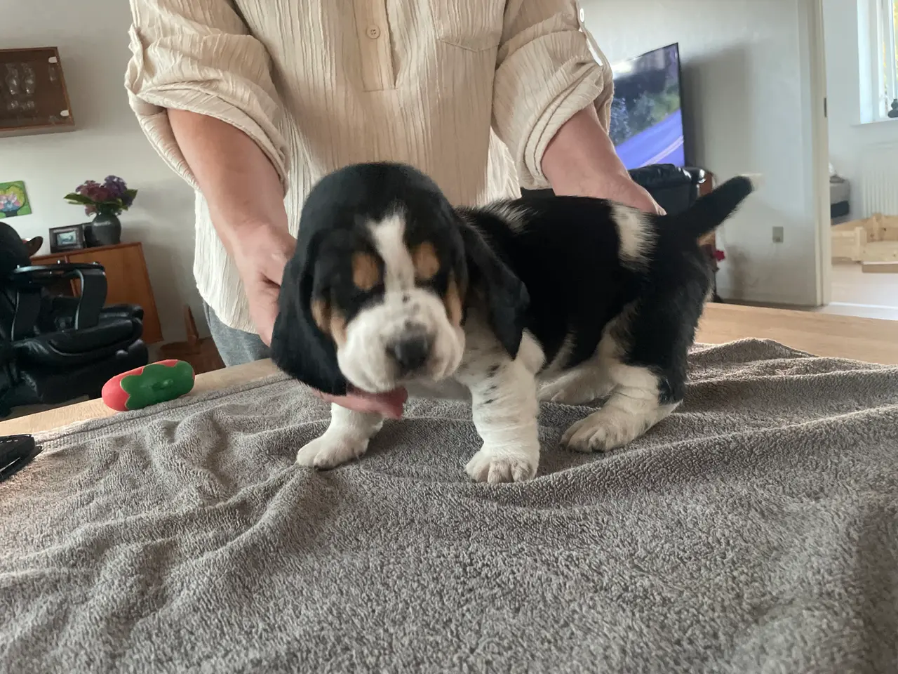Billede 12 - Basset Hound Hvalpe