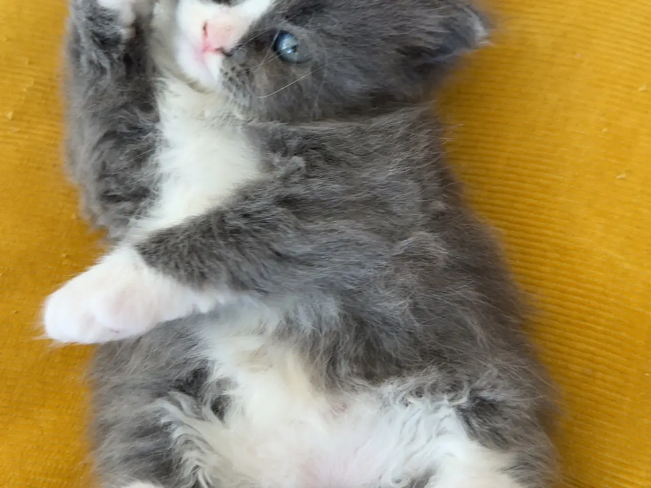 Billede 5 - Dejligste Ragdoll killinger 😻