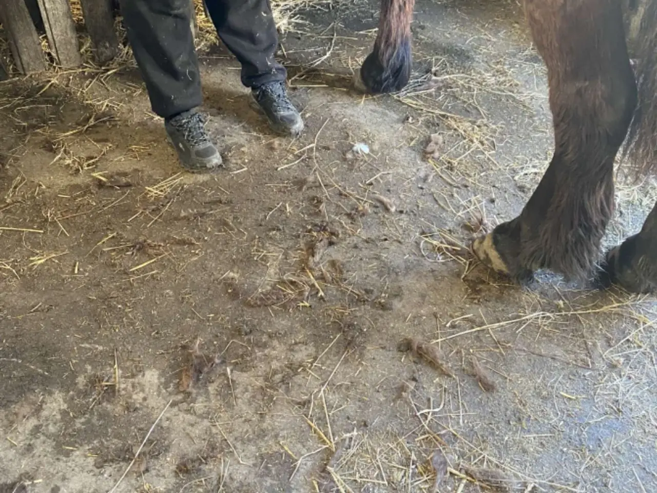 Billede 13 - 2årig Jyskhest hingst sælges