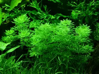 akvarieplanter