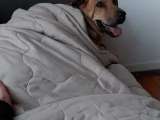 Hund søger nyt hjem