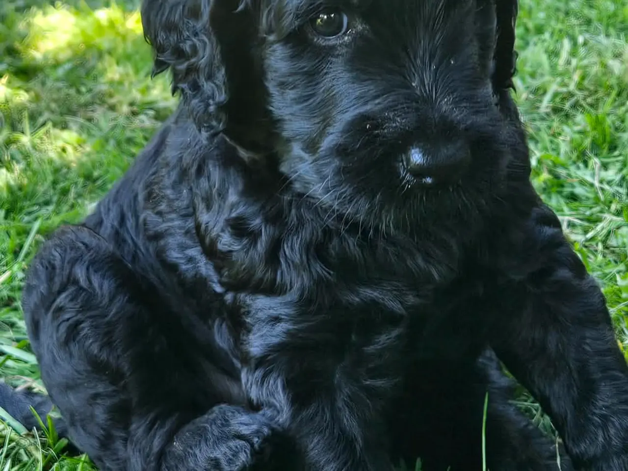 Billede 10 - Goldendoodle hvalpe