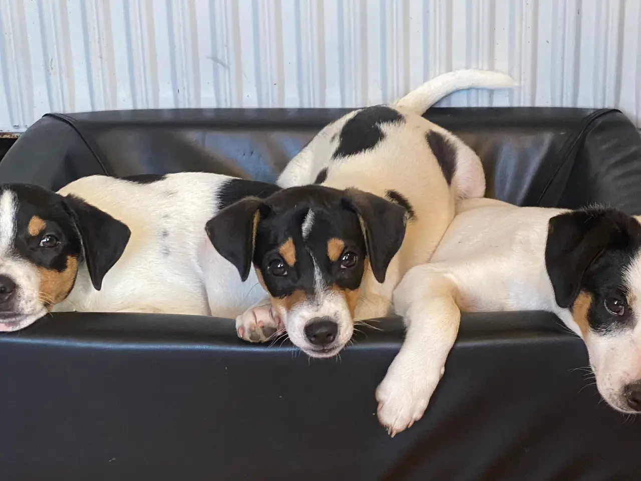 Billede 12 - Dansk-svensk gårdhund hvalper