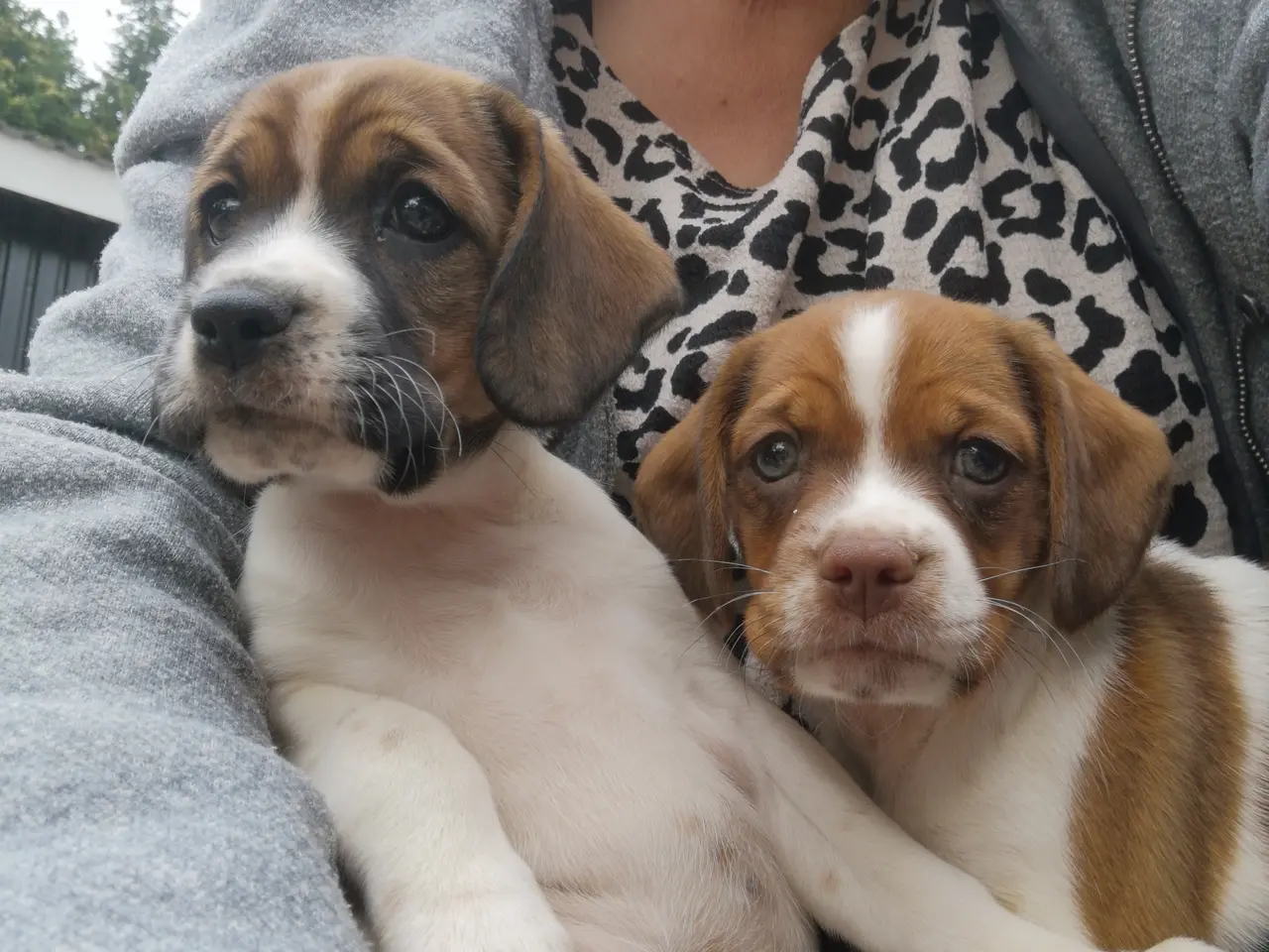 Billede 1 - Amerikansk cockerspaniel blanding 