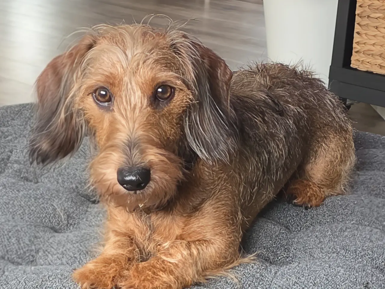 Billede 1 - Omplacering af ruhåret gravhund