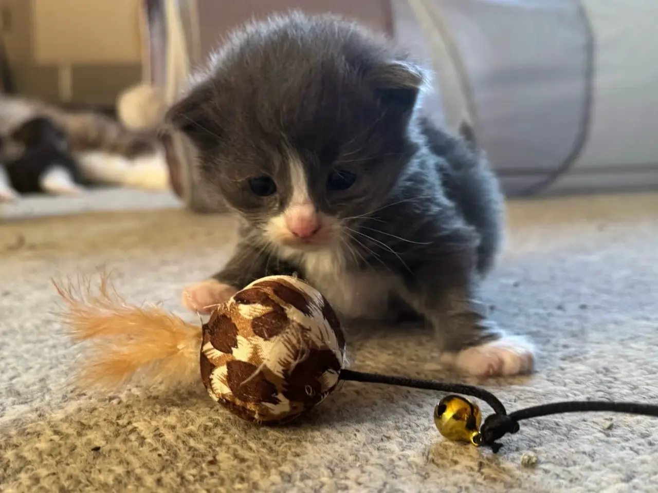Billede 3 - 💙Sød Maine Coon/Ragdoll hankilling💙
