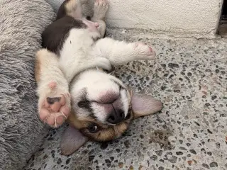 Corgi Pembroke hundehvalpe