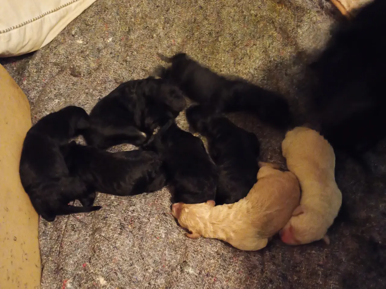 Billede 3 - 1. gen. labradoodle