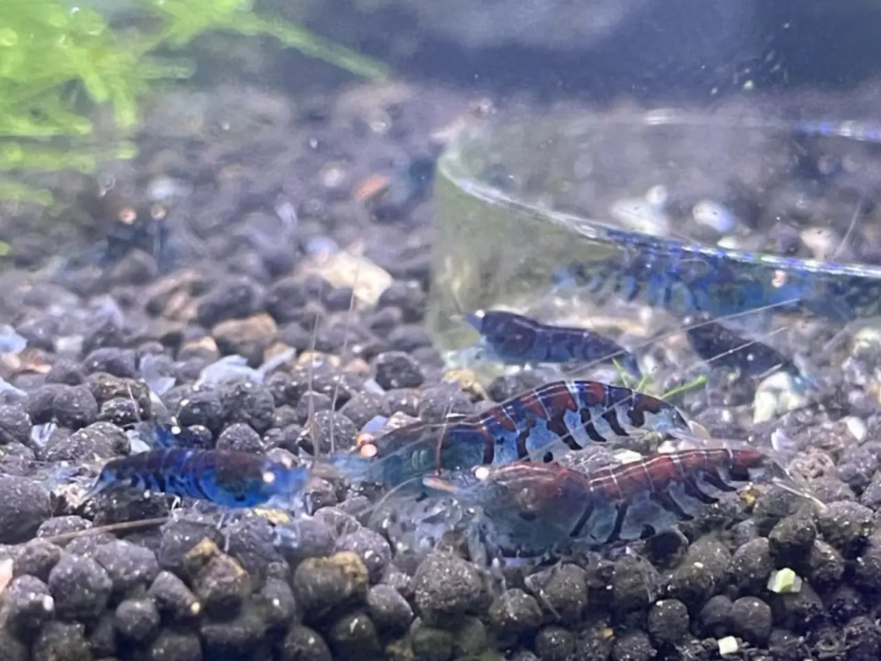 Billede 3 - Akvarie rejer, Blue tiger OE caridina rejer
