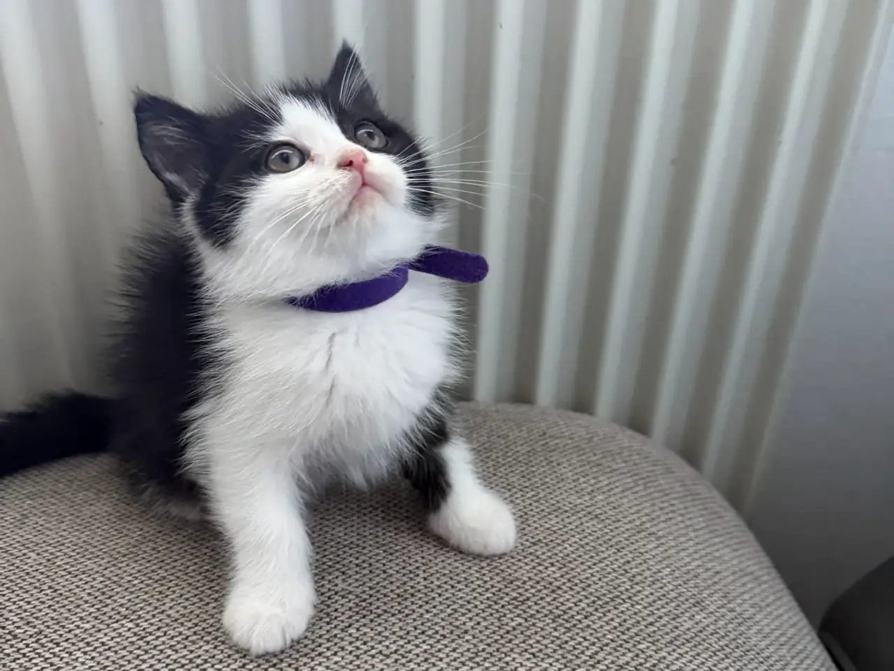 Billede 9 - British shorthair x ragdoll sælges