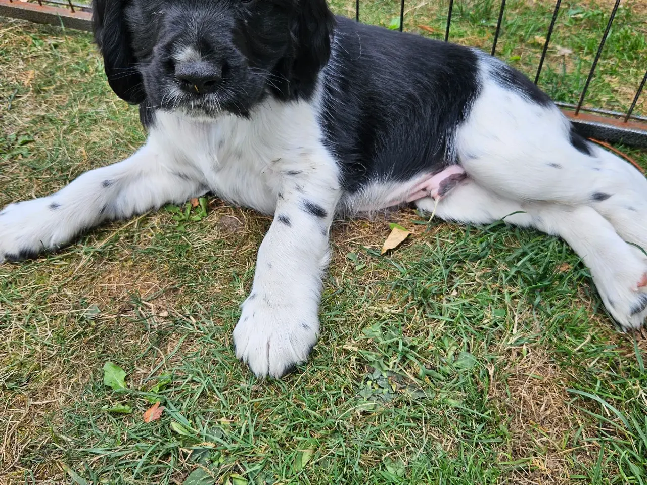 Billede 3 - Engelsk springer spaniel