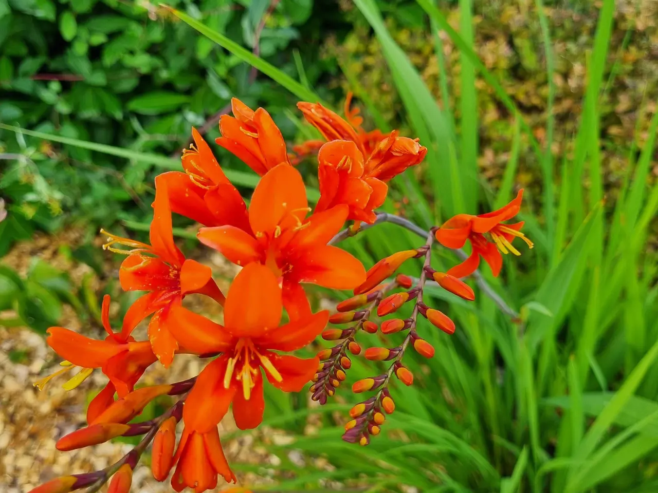 Billede 3 - Montbretia orange