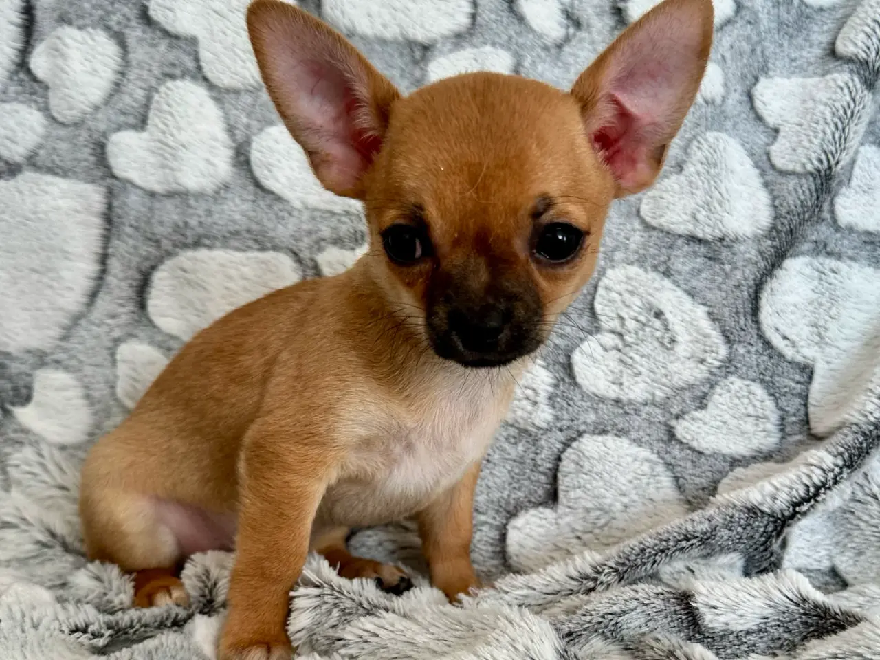 Billede 1 - Chihuahua hvalp søger madslave