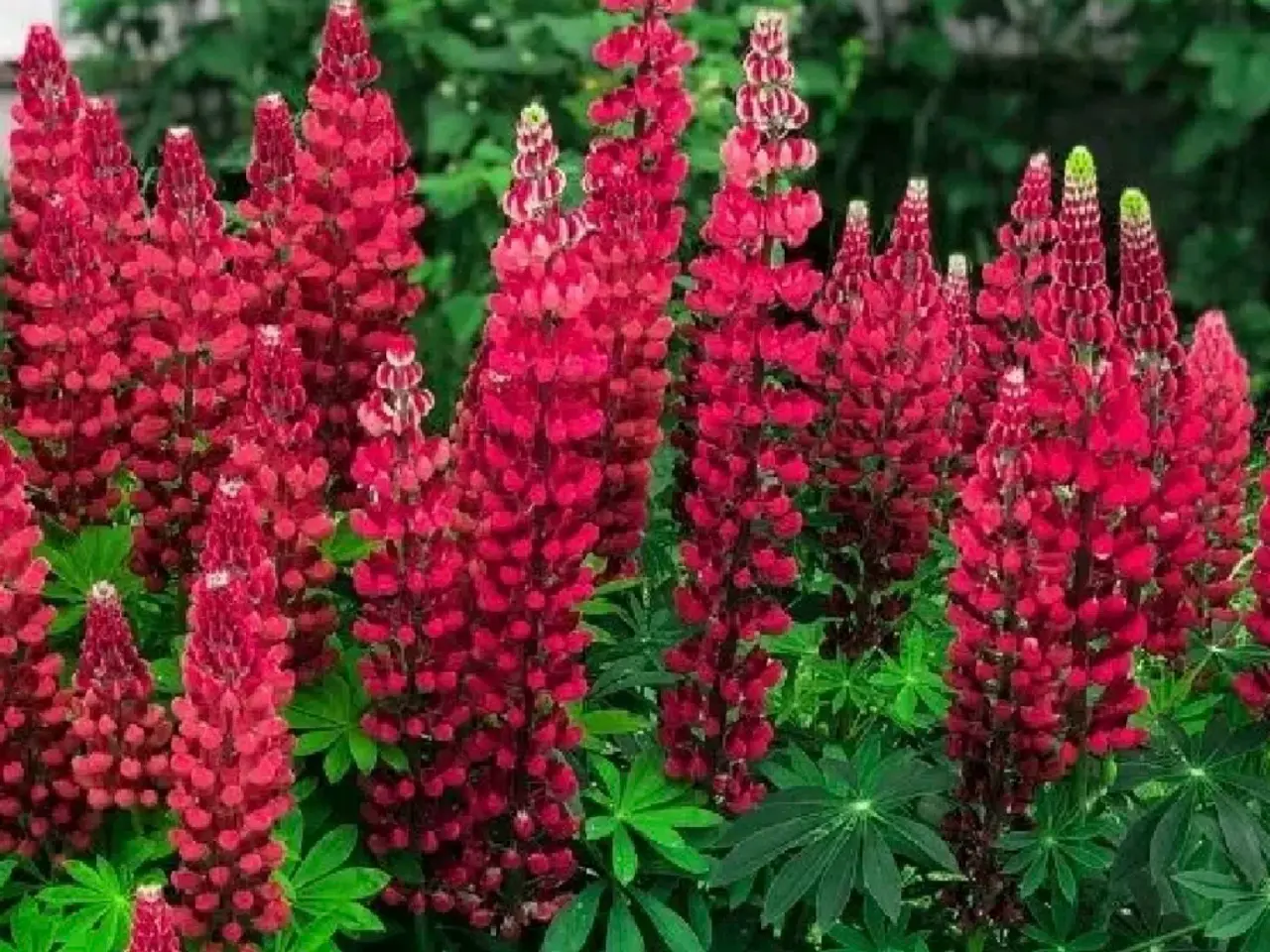 Billede 1 - Lupin de Russel Cheateau
