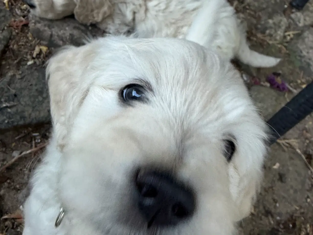 Billede 6 - Multigen Labradoodle - KUN Gunnar tilbage