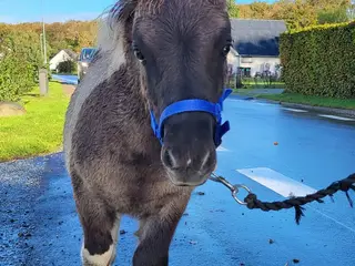 Shetlænder med rødpas