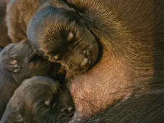 Labrador F1, DKK reg