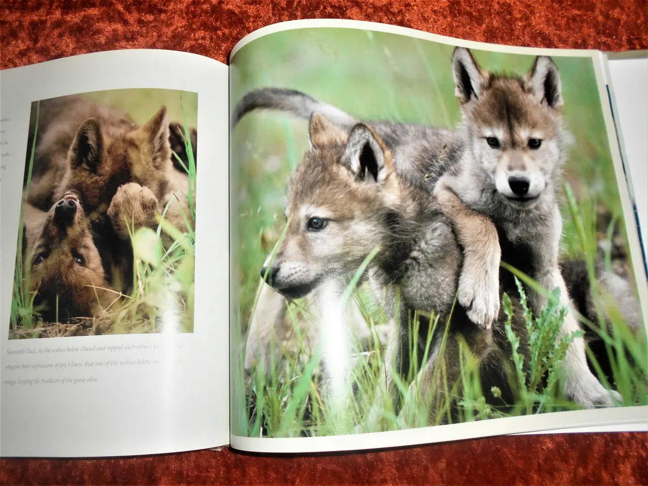 Billede 2 - Living With Wolves, Jim Dutcher Jamie Dutcher