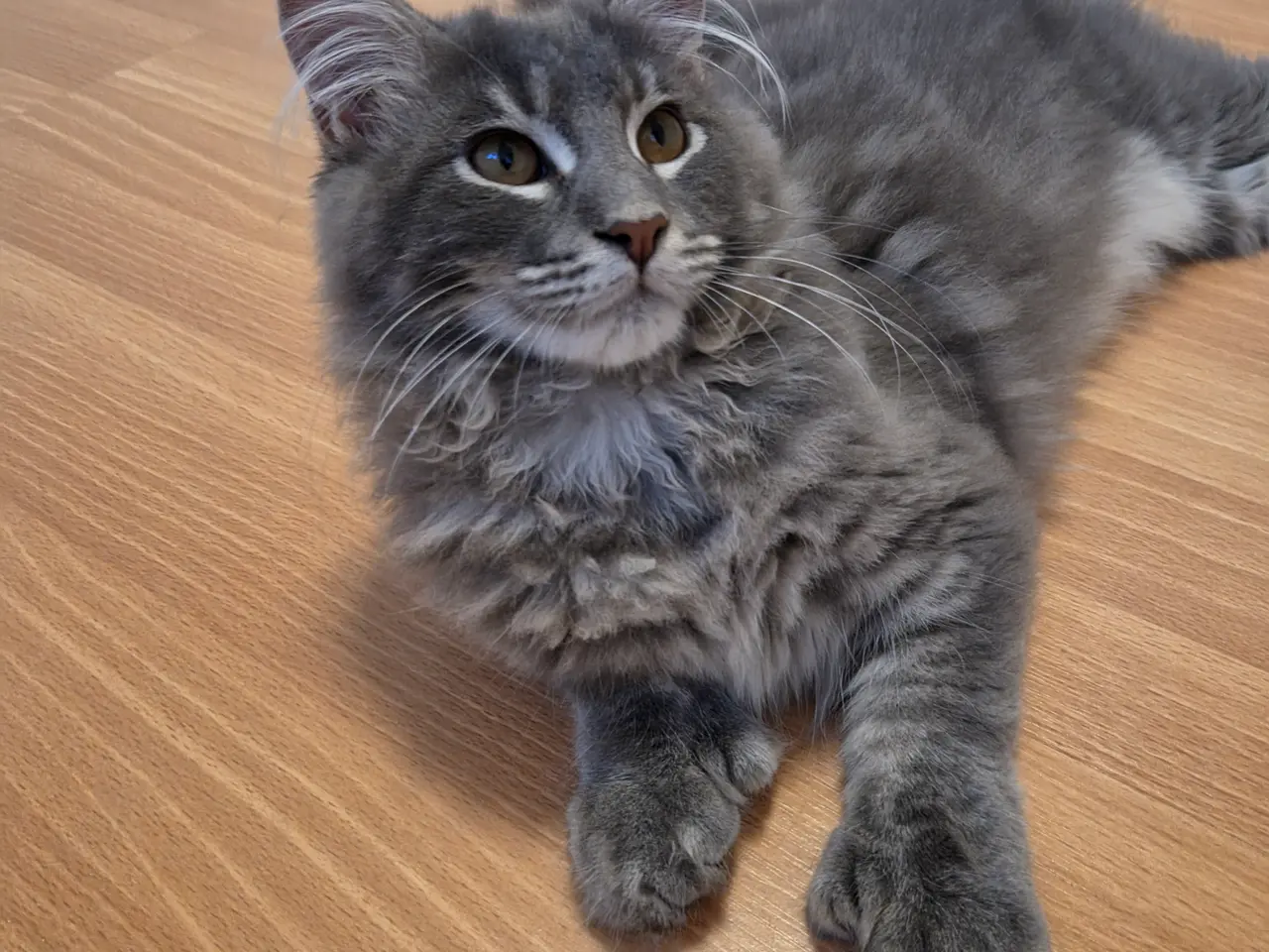 Billede 4 - Maine coon han
