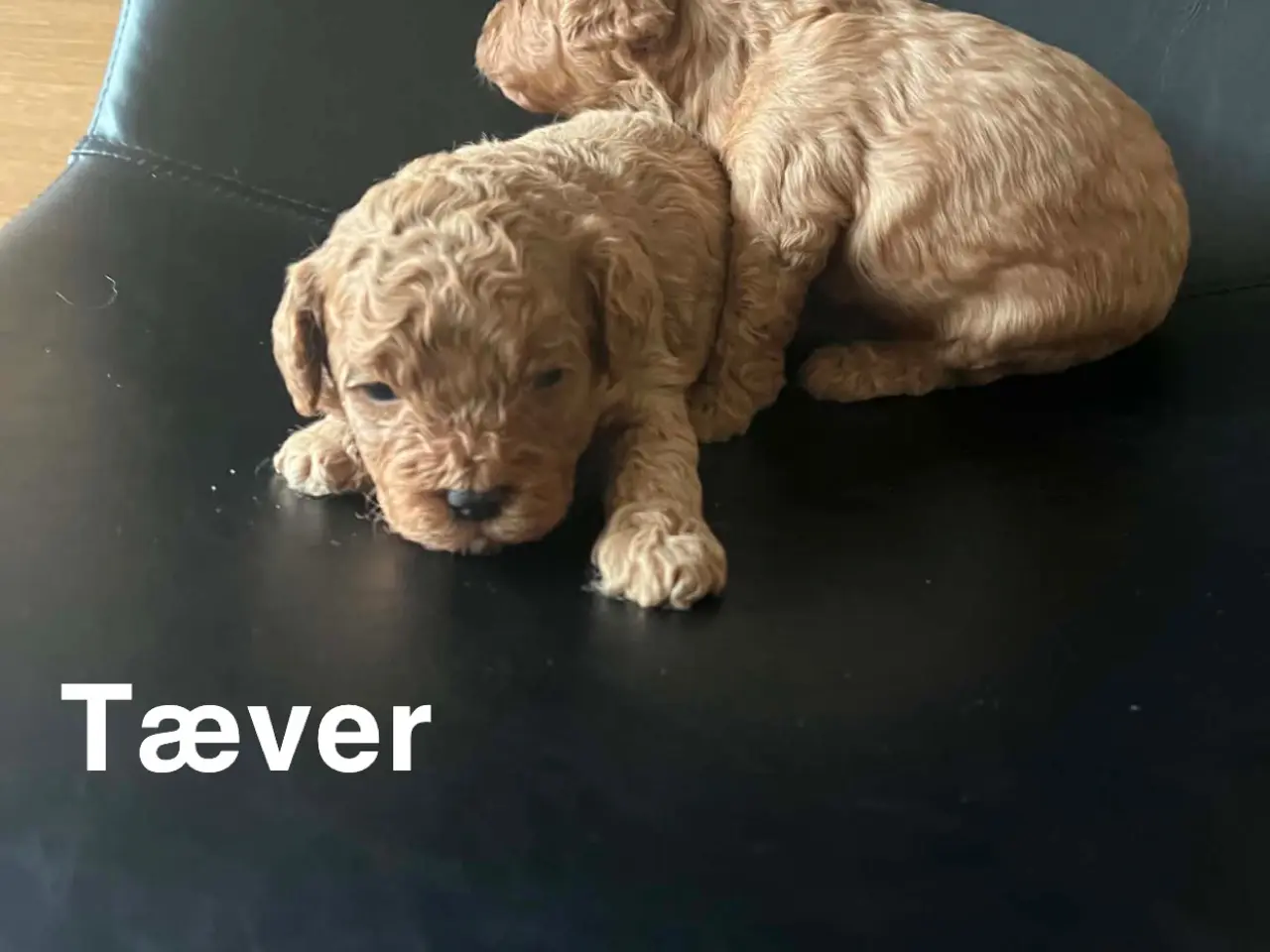 Billede 2 - De skønneste F1B Cavapoo-hvalpe søger deres kommen