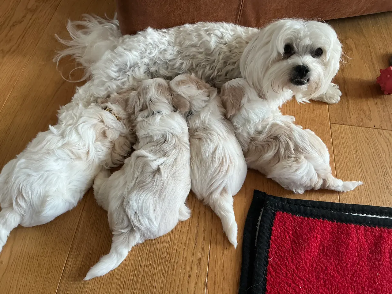 Billede 12 - Malteser/Maltipoo