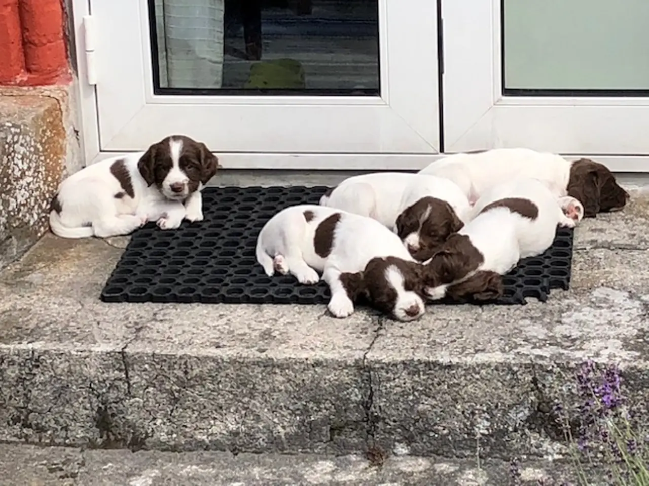Billede 2 - FT english springer spaniel hvalpe sælges