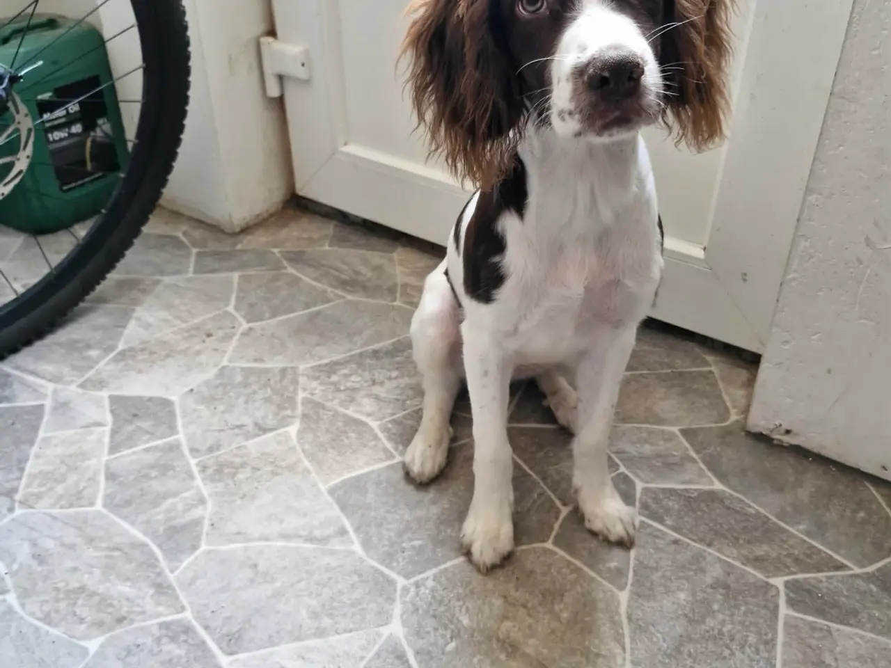 Billede 3 - Rigtig sød og kærlig hanhund