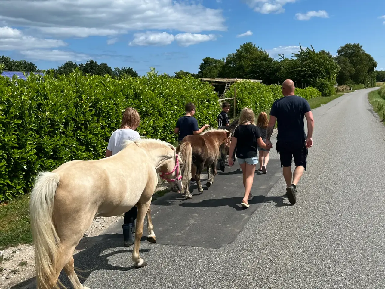 Billede 6 - Skøn pony hoppe med god spring mulighed  