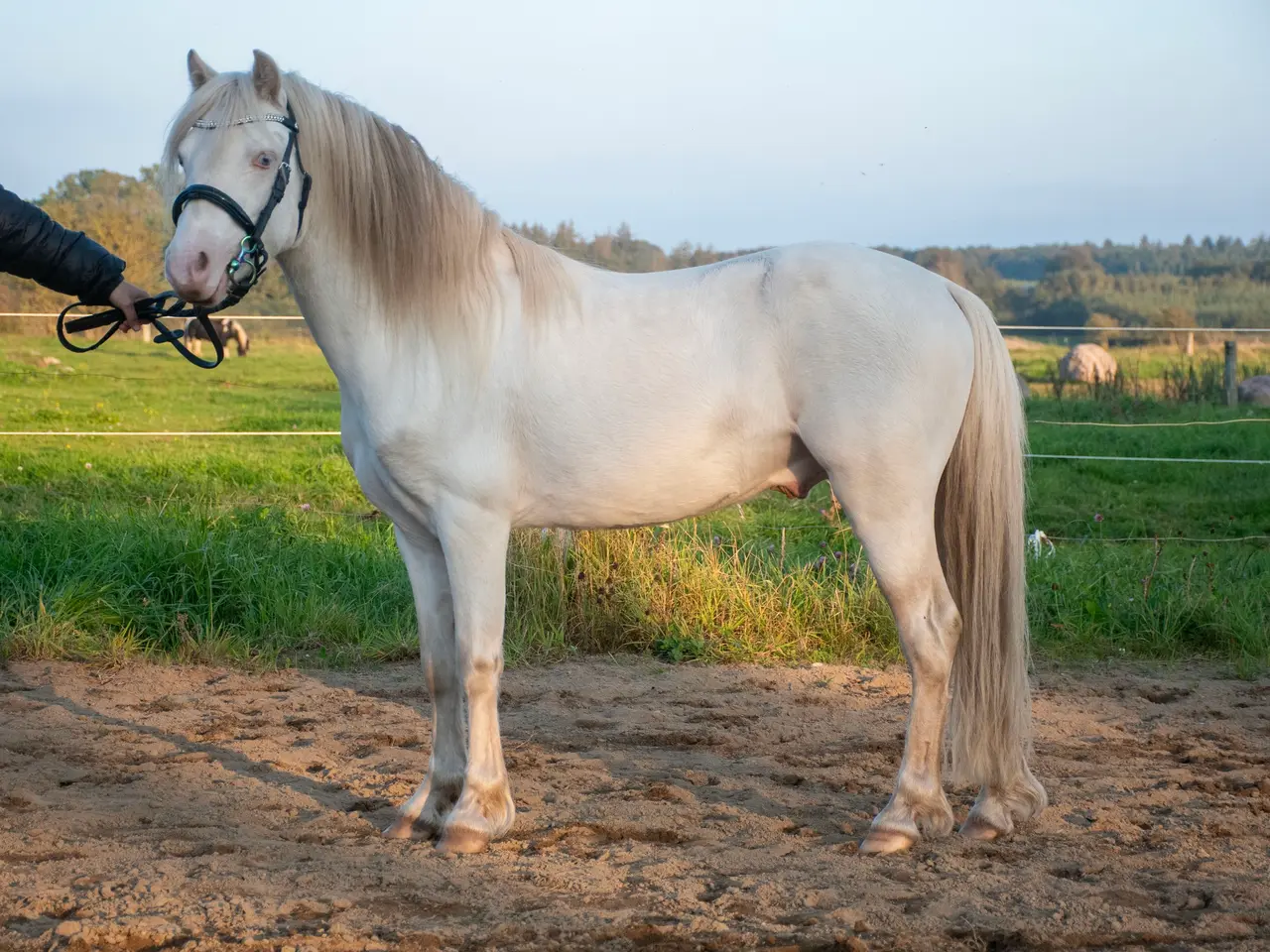 Billede 6 - Welsh hingst søger nyt hjem