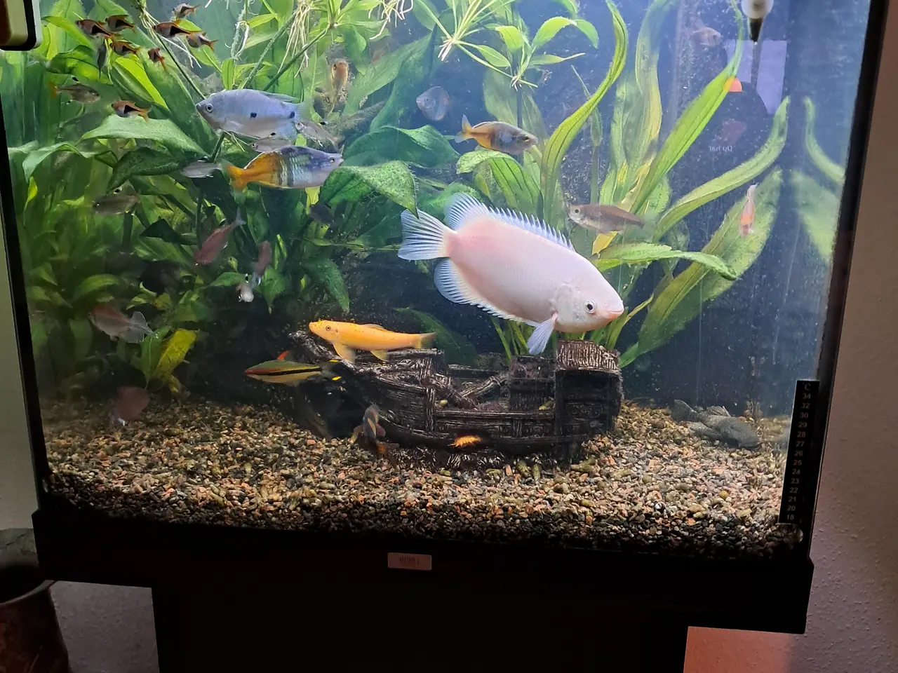 Billede 10 - Sort Juvel Aqua Lido akvarium 200 liters til salg.