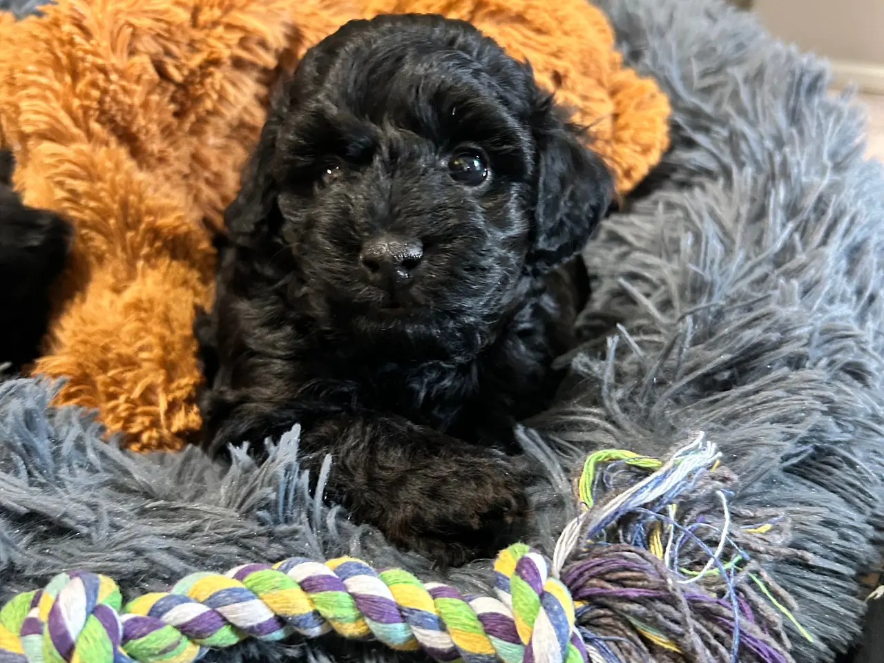 Billede 2 - Shih poo hvalpe