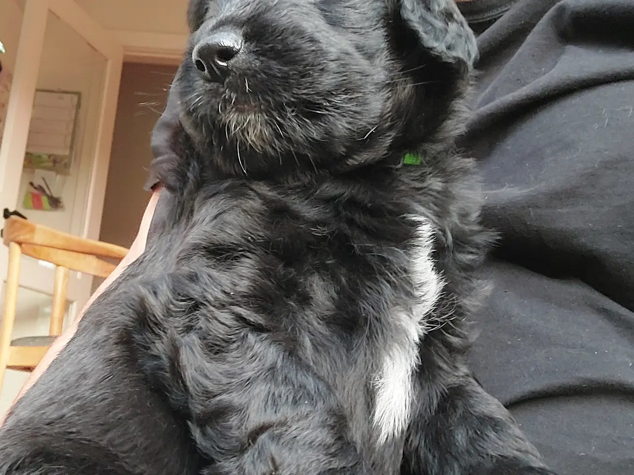 Billede 1 - Berner/Golden doodle.... ikke labradoodle