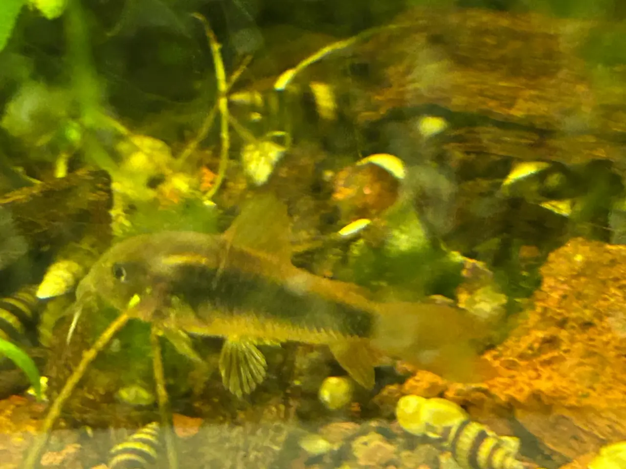 Billede 2 - 🐟 Kobber pansermaller 3-4 cm  | Afhentes i Viby J