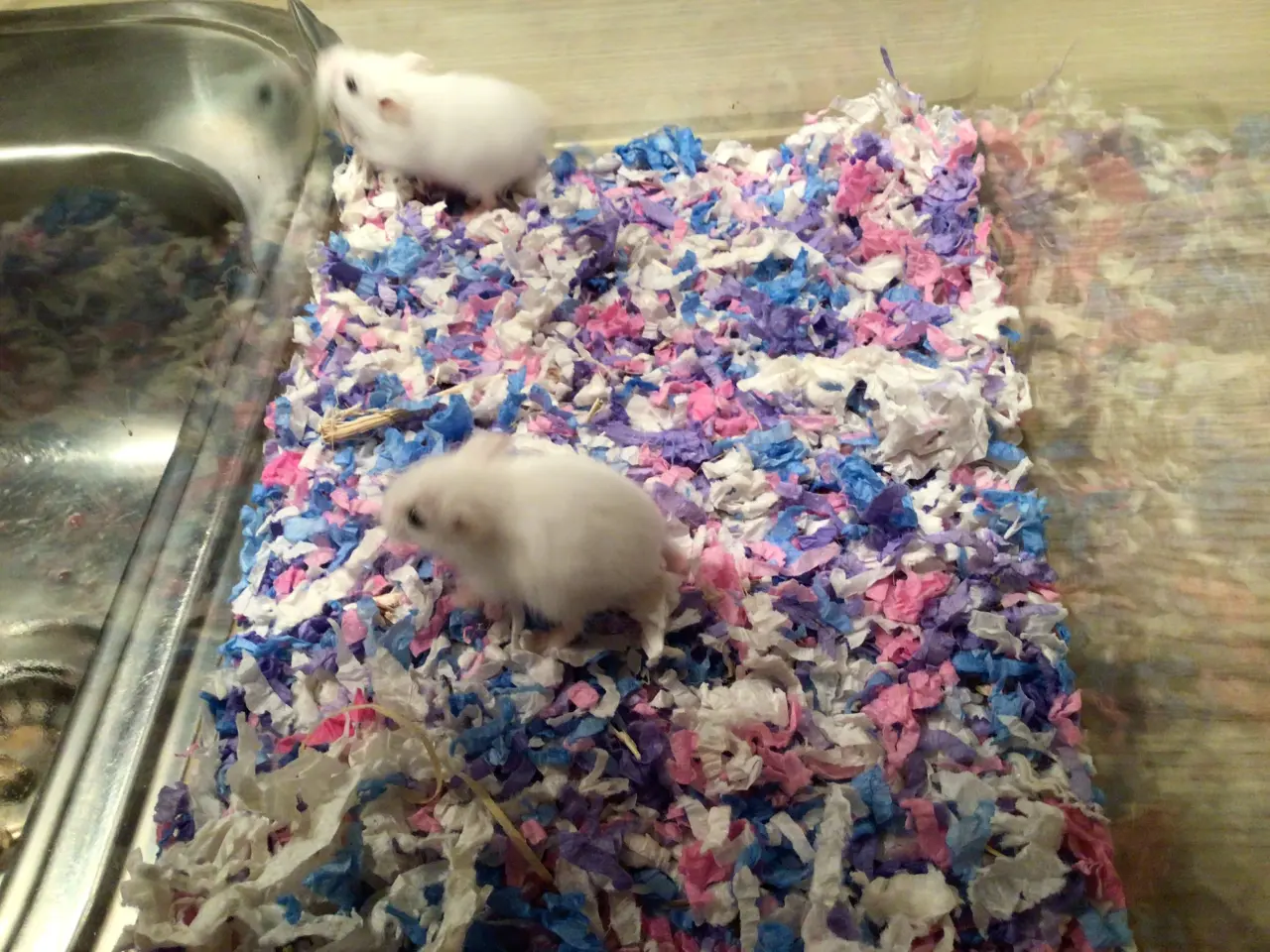 Billede 1 - Roborowski hamster