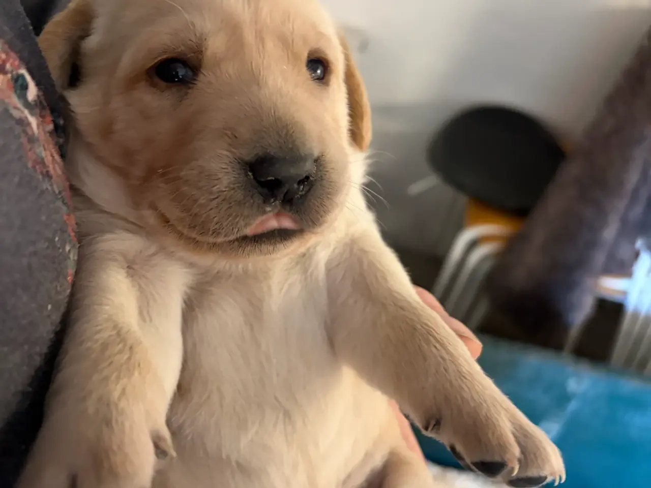 Billede 8 - Labrador Hundehvalpe 2 stk tilbage