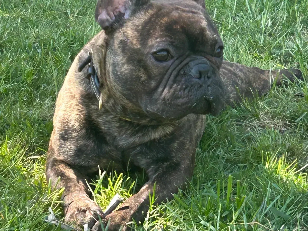 Billede 7 - Skøn fransk bulldog han