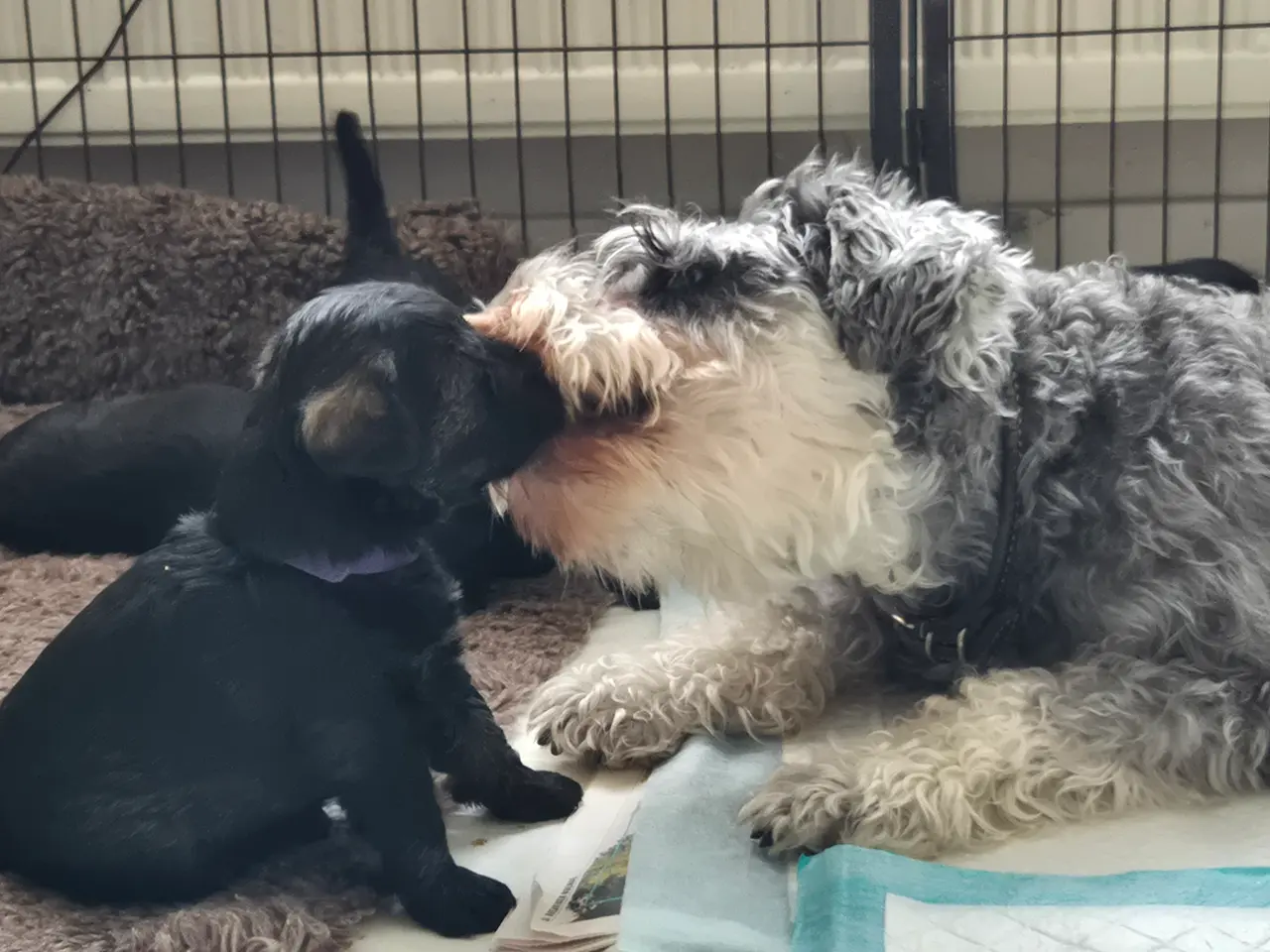 Billede 14 - Poo Schnauzerpoo puddel