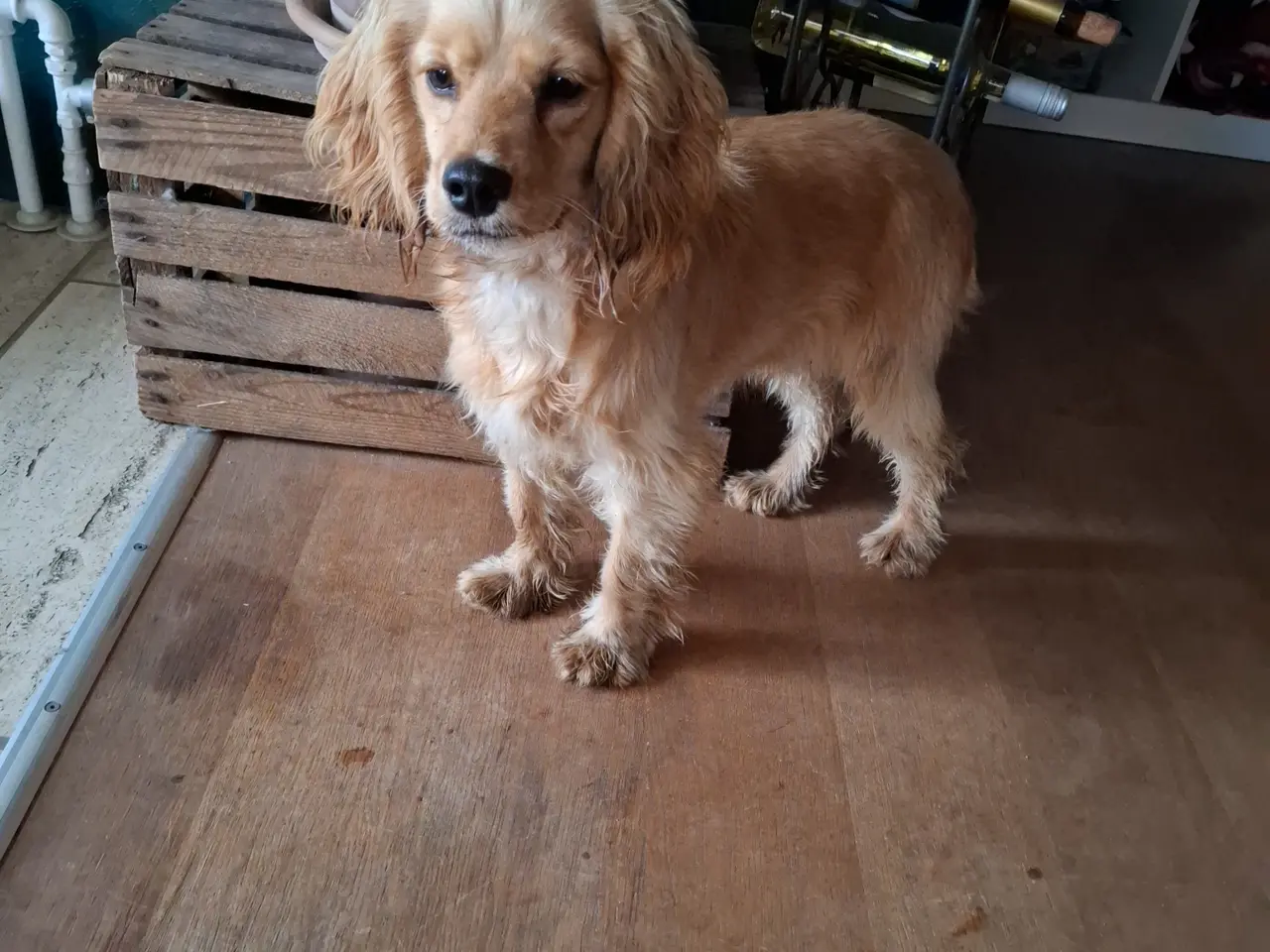 Billede 4 - Sødeste Engelsk Cockerspaniel piger