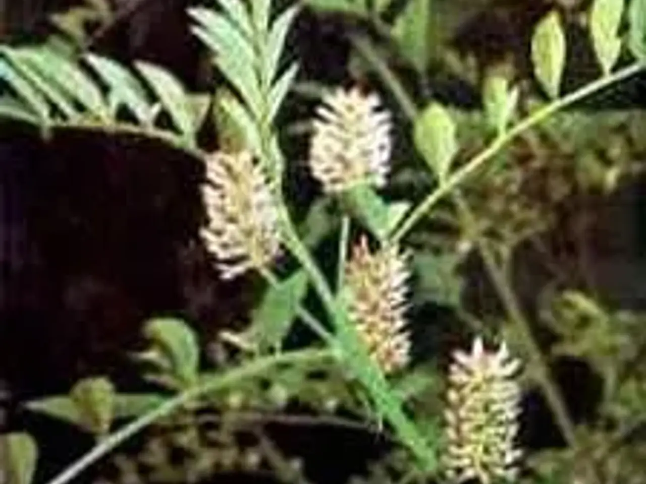 Billede 2 - Lakrids planter