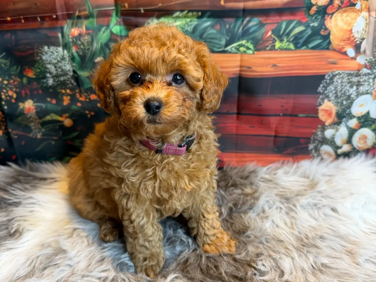 Billede 3 - 🐾❤️ Små Maltipoo-hvalpe – store hjerter ❤️🐾