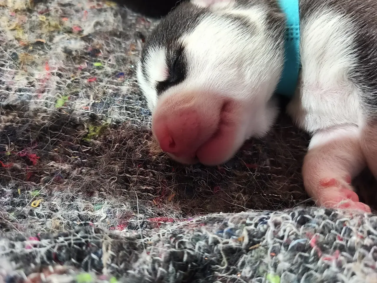 Billede 8 - Siberian Husky hvalpe søger hjem start september 
