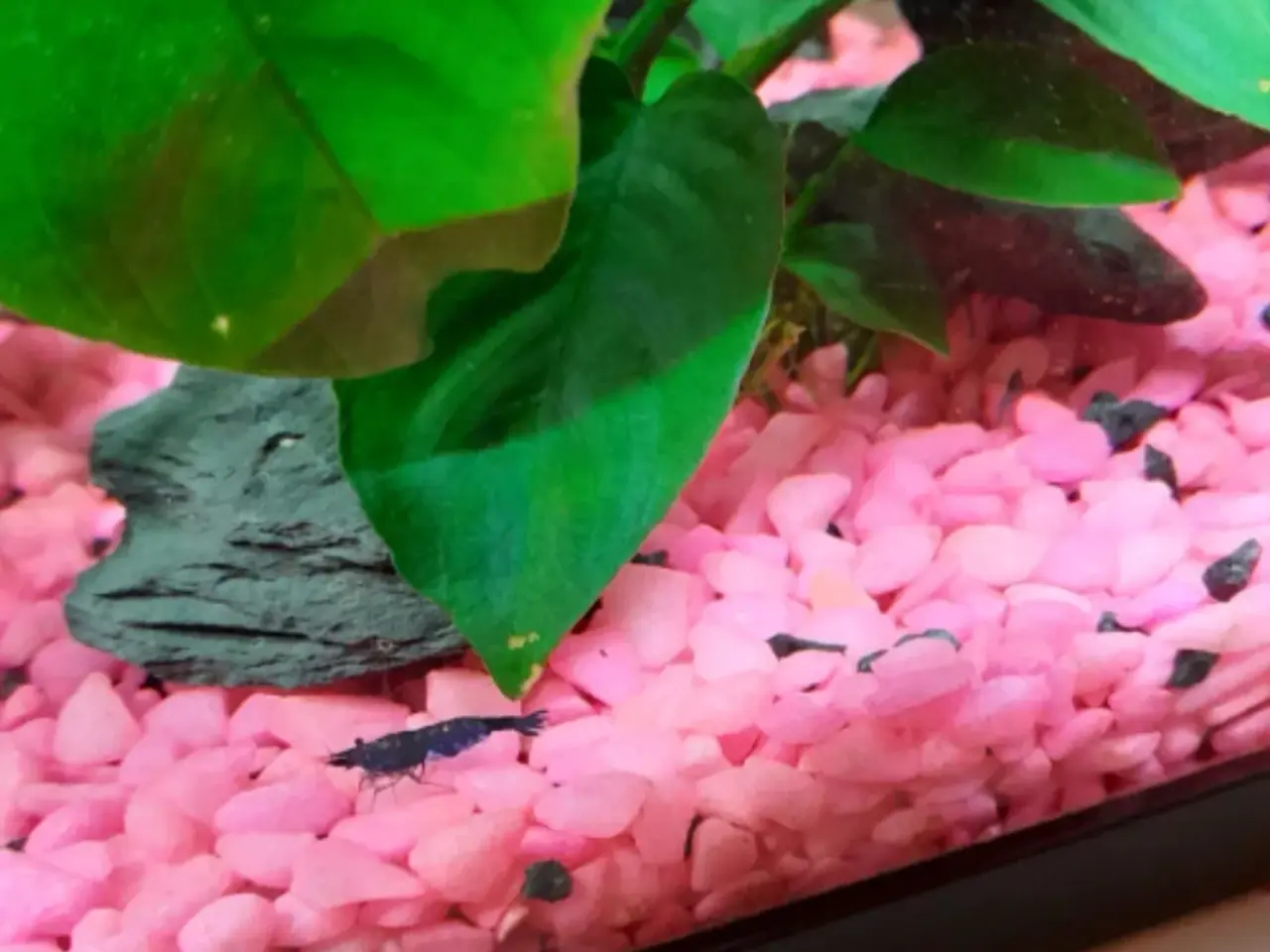 Billede 1 - Blå rejer